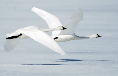 Swan, Tundra