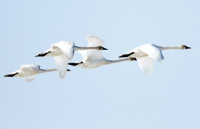 Swan  Tundra D-004.jpg