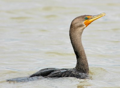 Cormorant, Double-crested