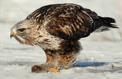 Hawk, Rough-legged