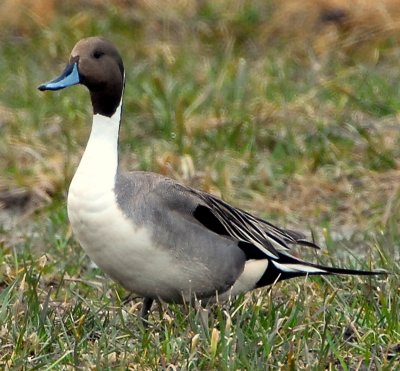 Pintail, Northern D-012.jpg