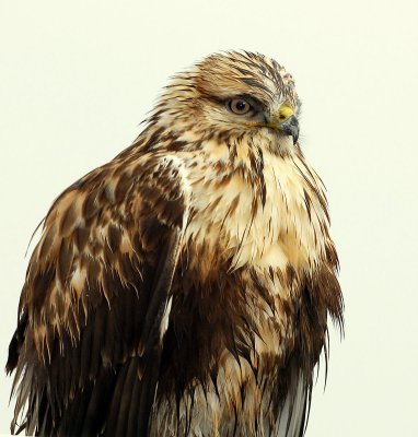 Hawk, Rough-legged (Casting Pellet)
