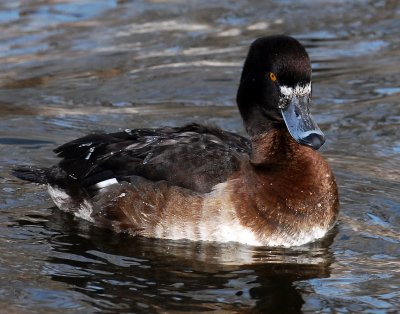 Duck, Tufted