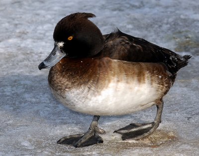 Duck, Tufted