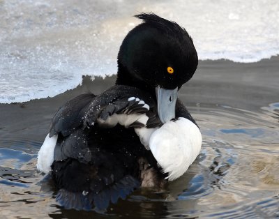 Duck, Tufted