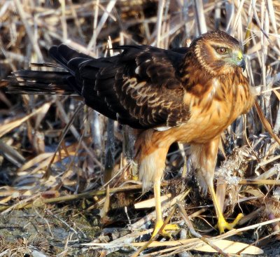 Harrier, Northern #2