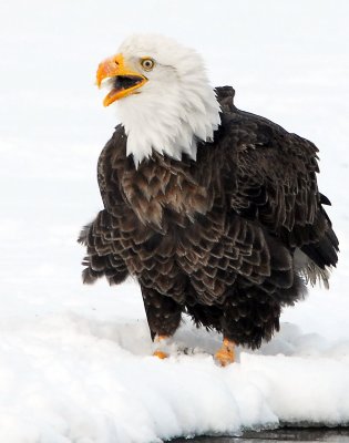 Eagle Bald D-011.jpg