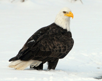 Eagle, Bald