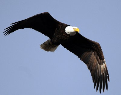 Eagle  Bald D-051.jpg