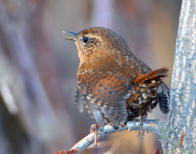 Wren Winter D-006.jpg