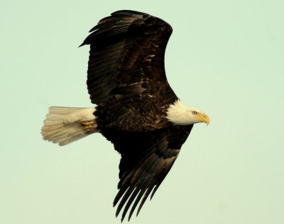 Eagle  Bald D-050.jpg