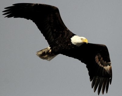 Eagle  Bald D-052.jpg