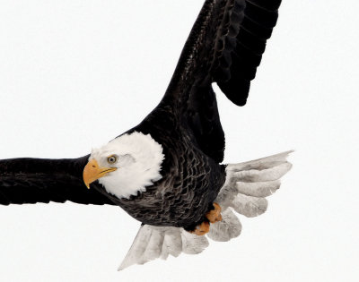 Eagle  Bald D-054.jpg