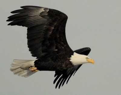Eagle  Bald D-055.jpg