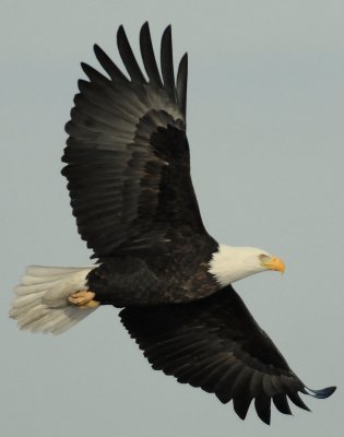 Eagle  Bald D-056.jpg