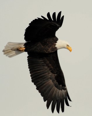 Eagle  Bald D-057.jpg