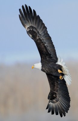 Eagle  Bald D-058.jpg