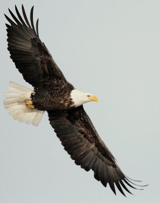 Eagle  Bald D-059.jpg