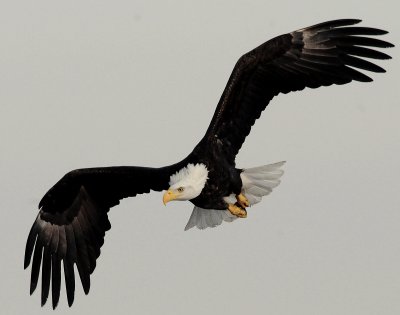 Eagle  Bald D-060.jpg