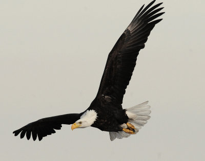 Eagle  Bald D-061.jpg