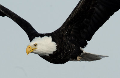 Eagle  Bald D-062.jpg