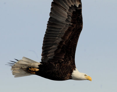 Eagle  Bald D-064.jpg