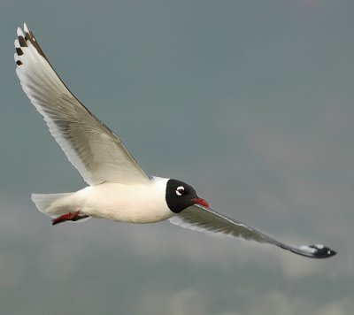 Gull FranklinsD-009.jpg