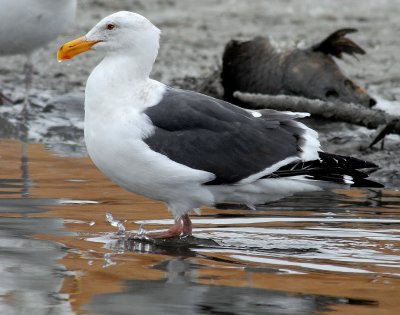 Gull Western D-001.jpg