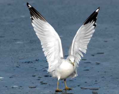 Gull, Ring-billed