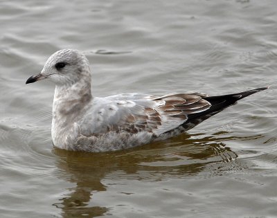 Gull, Mew