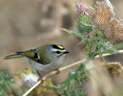 Kinglet, Golden-crowned