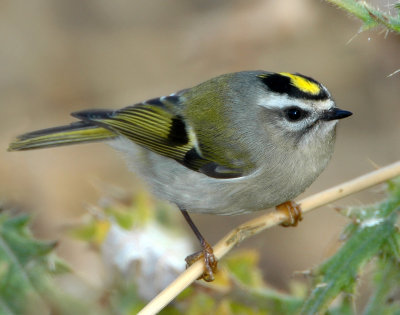 Kinglet, Golden-crowned