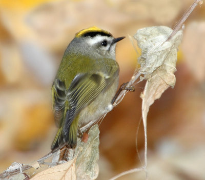 Kinglet, Golden-crowned