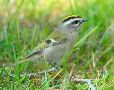 Kinglet, Golden-crowned