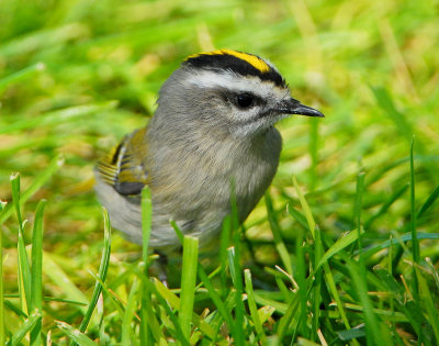 Kinglet, Golden-crowned