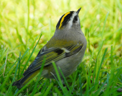 Kinglet, Golden-crowned