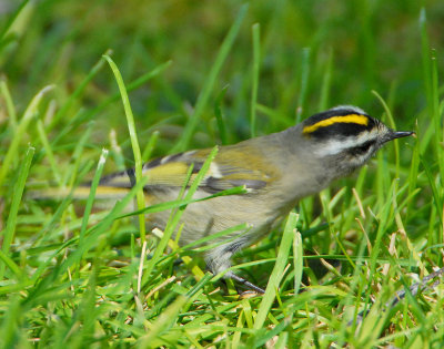 Kinglet, Golden-crowned