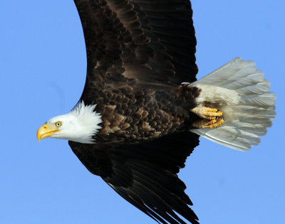 Eagle  Bald D-080.jpg