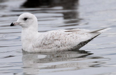 Gull, Iceland