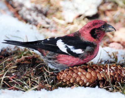 Crossbill, White-winged