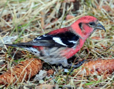 Crossbill, White-winged