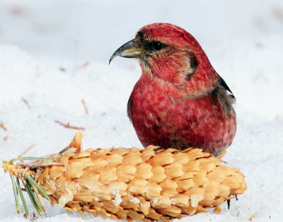 Crossbill, White-winged