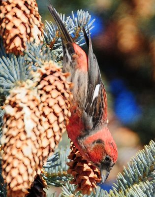 Crossbill, White-winged