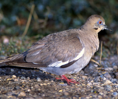 Dove, White-winged