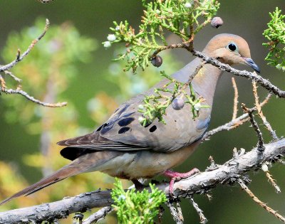 Dove, Mourning