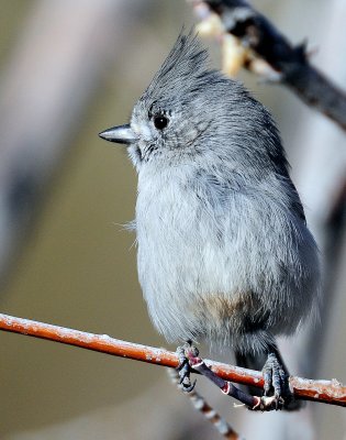 Titmouse  Juniper D-056.jpg