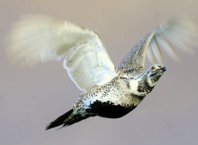 Greater Sage Grouse 