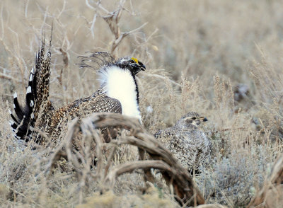 Greater Sage Grouse