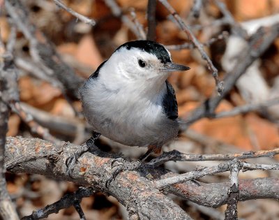Nuthatch, White-breasted