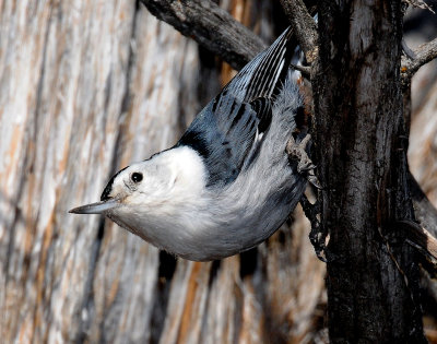 Nuthatch, White-breasted